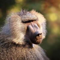 Close-up Portrait of a Baboon photo