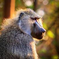 Close-up Portrait of a Baboon photo