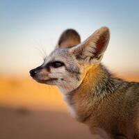 Bat-Eared Fox Portrait photo