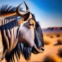 Blue Wildebeest Portrait photo
