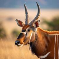 Majestic Bongo Antelope in Natural Habitat photo