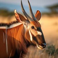 Majestic Bongo Antelope in Natural Habitat photo