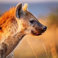 Spotted Hyena Profile photo