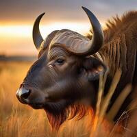 African Buffalo in Golden Hour Light photo