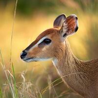 Deer in Golden Light photo