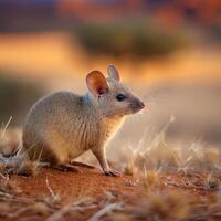 Close-Up Rodent in Natural Habitat photo