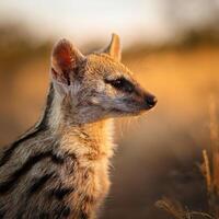 Spotted Hyena Profile in Savannah photo