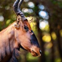 Common Tsessebe Portrait photo