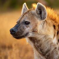Spotted Hyena Golden Hour Portrait photo