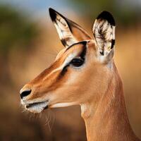 Graceful Antelope in Golden Savannah photo