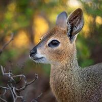 Common Duiker Close-up photo