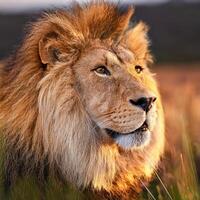 Majestic Lion in Natural Habitat photo