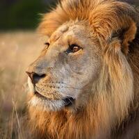 Majestic Lion in Natural Habitat photo