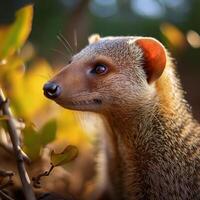 Close-Up Mongoose Golden Hour photo