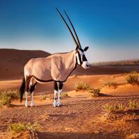 Gemsbok in Desert Landscape photo
