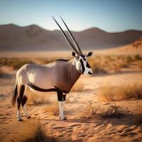 Gemsbok in Desert Landscape photo