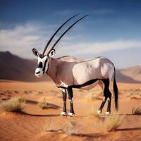 Gemsbok in Desert Landscape photo