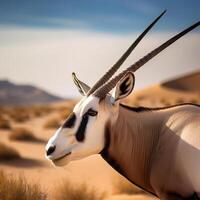 Gemsbok in Desert Landscape photo