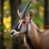 Majestic Antelope Portrait photo