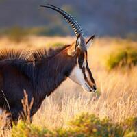 Majestic Antelope Portrait photo