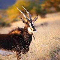 Majestic Antelope Portrait photo