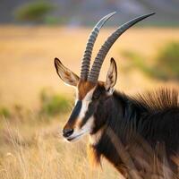 Majestic Antelope Portrait photo
