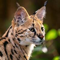 Serval Cat Portrait photo