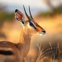 Close-Up Antelope Portrait in Savannah photo