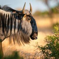 Blue Wildebeest Profile photo
