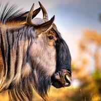 Blue Wildebeest Profile photo