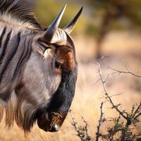 Blue Wildebeest Profile photo