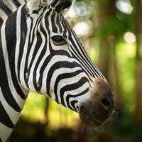 Stunning Close-Up of Zebra in Natural Habitat photo
