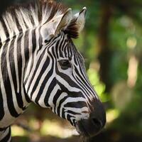 Stunning Close-Up of Zebra in Natural Habitat photo