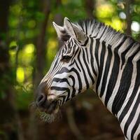 Stunning Close-Up of Zebra in Natural Habitat photo