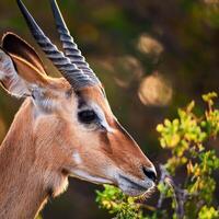 Black-faced Impala Portrait photo