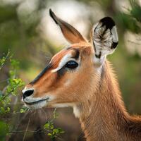 Black-faced Impala Portrait photo