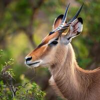 Black-faced Impala Portrait photo