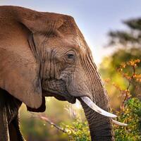 African Elephant Profile photo
