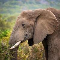 African Elephant Profile photo