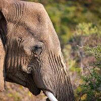 African Elephant Profile photo