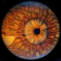 retinal scan capturing the intricate structure photo