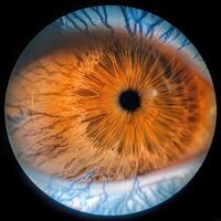retinal scan capturing the intricate structure photo