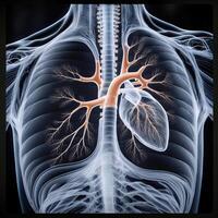 ct scan of the chest showing intricate XRAY photo