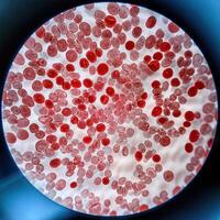 Microscopic Marvels Red Blood Cells Under the Microscope photo