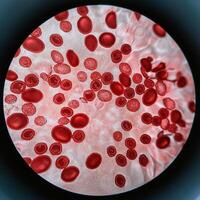 Microscopic Marvels Red Blood Cells Under the Microscope photo