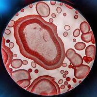 Microscopic Marvels Red Blood Cells Under the Microscope photo