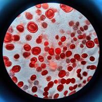 Microscopic Marvels Red Blood Cells Under the Microscope photo