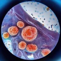 Microscopic World A Glimpse into the Intricate Beauty of Life photo