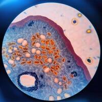 Microscopic World A Glimpse into the Intricate Beauty of Life photo