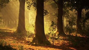 Rays of sunlight in a misty forest in autumn create a magical mood video